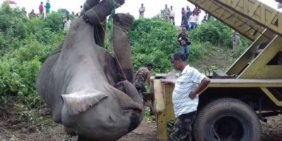 "بأبشع طريقة".. مذبحة أفيال في الهند