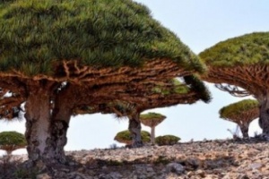 العرب اللندنية : تحركات إخوانية تنذر بنقل التوتر إلى جزيرة سقطرى