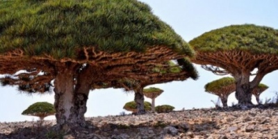العرب اللندنية : تحركات إخوانية تنذر بنقل التوتر إلى جزيرة سقطرى