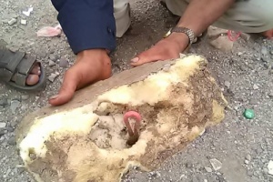 قوات اللوا الأول صاعقة تحرر مواقع جديد في تخوم الفاخر من مليشيات الحوثي 