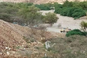 عاجل: انهيارات كبيرة في صفوف مليشيا الأصلاح بعتق وقيادتها تتبادل الاتهامات