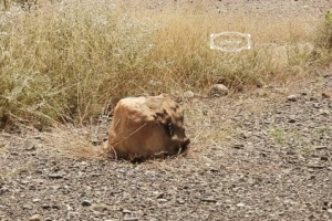 مقتل طفلة بعبوة ناسفة زرعتها المليشيات الحوثية شمال شرقي مديرية الحشاء