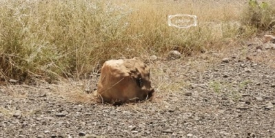 المقاومة الجنوبية في المحفد تستهدف طقمين للمليشيات الإصلاحية 