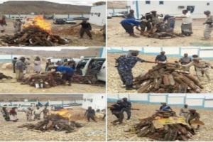 أمن حضرموت يتلف كميات كبيرة من القات للحد من إنتشار "كورونا"في دوعن.