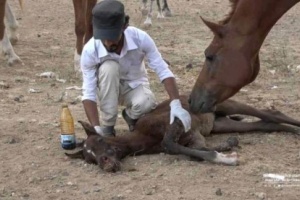 باسندوة : لهذا السبب استهدف التحالف العربي اسطبلات الخيول 
