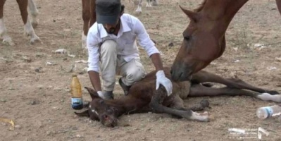 باسندوة : لهذا السبب استهدف التحالف العربي اسطبلات الخيول 
