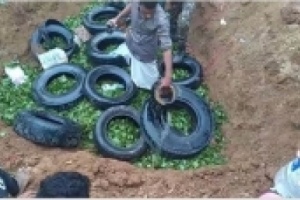 كمية كبيرة من "القات"  تهرب إلى سقطرى 