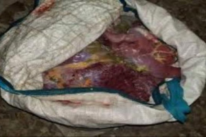 ضبط أثنين متهمين بذبح سلاحف في ساحل حضرموت