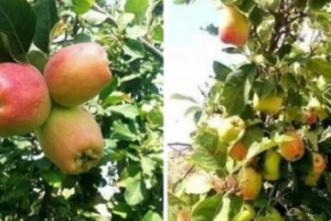 في تجربة نادرة .. الاعلان عن زراعة التفاح الاحمر في حضرموت