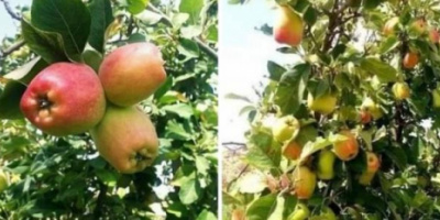 في تجربة نادرة .. الاعلان عن زراعة التفاح الاحمر في حضرموت