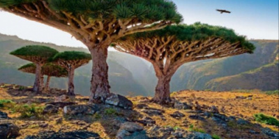 كيف بدت الحياة في ارخبيل سقطرى بعد ايام من سيطرة المجلس الانتقالي؟ :