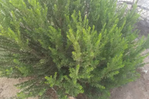 مزارع في  مديرية ميفعة تنجح بتجربة زراعة الهيل لأول مرة 