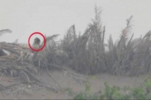  مصرع 5 عناصر مليشيات الحوثي بأيدي قناصة ألوية العمالقة في جبهات التحيتا وحيس