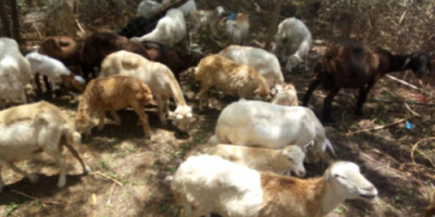 مربو الماشية يعانون الركود رغم حلول عيد الاضحى 