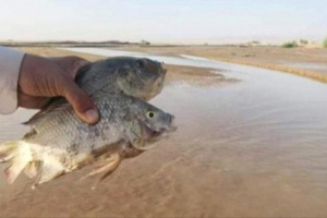 لأول مرة.. مواطنون يصطادون اسماك بحرية في محافظة مأرب الصحراوية (صورة)