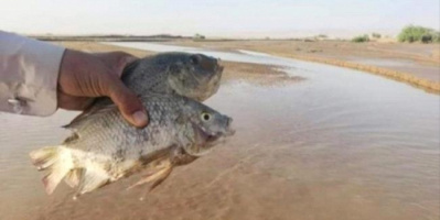 لأول مرة.. مواطنون يصطادون اسماك بحرية في محافظة مأرب الصحراوية (صورة)