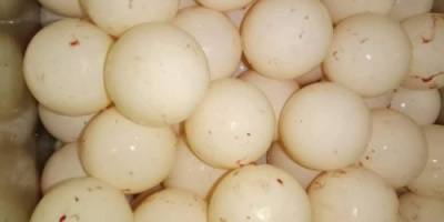 القبض على 7 مخالفين لمنع اصطياد السلاحف في يثمون