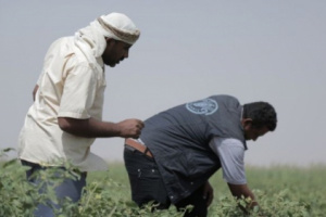 الفاو : جهودنا متواصلة لتزويد السكان بالغذاء العالمي 