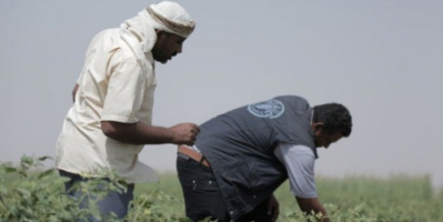 الفاو : جهودنا متواصلة لتزويد السكان بالغذاء العالمي 