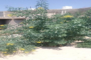  انتشار نبتة غريبة وسامة في الضالع