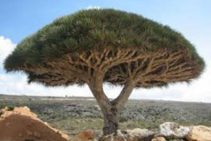 مؤسسة خليفة الإنسانية تدعم حملات النظافة لترسيخ الطابع الجمالي لجزيرة سقطرى