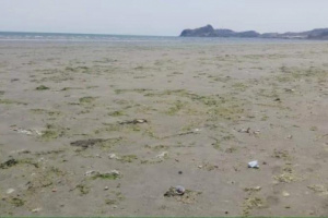 مؤشرات تنذر بحالة نفوق جديدة للاسماك في ساحل أبين