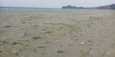مؤشرات تنذر بحالة نفوق جديدة للاسماك في ساحل أبين