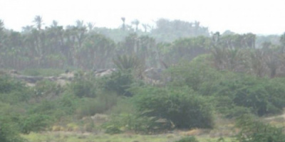 القوات المشتركة تحبط محاولة تسلل فاشلة لمليشيات الحوثي جنوب الحديدة 