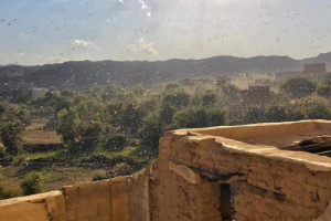 الجراد يغزو المحاصيل الزراعية في مناطق أبين الوسطى