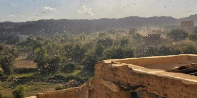 الجراد يغزو المحاصيل الزراعية في مناطق أبين الوسطى