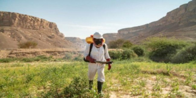 فاو: تواصل حملات مكافحة الجراد باليمن