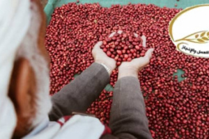 بعد "ثورة الطرقات".. مؤسسة يافع للعمل والإنجاز تقود ثورة جديدة للنهوض بزراعة البُن