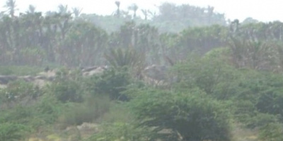 خسائر فادحة للمليشيات الحوثية في الجبلية جنوب الحديدة