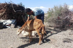 حجر الضالع: نفوق المئات من رؤوس الأغنام والأبقار بسبب وباء غير معروف والمواطنون يستنجدون