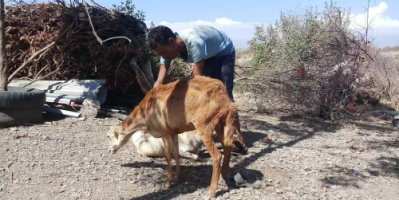 حجر الضالع: نفوق المئات من رؤوس الأغنام والأبقار بسبب وباء غير معروف والمواطنون يستنجدون