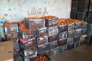 محافظة أبين تحقق إنتاج وفير لمحصول الطماطم
