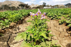 تلبية لطلبه المتزايد بالسوق.. مزارع البطاطس تبدأ باجتياح مزارع القات بالضالع