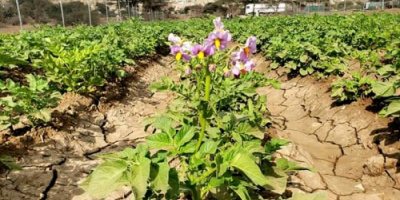 تلبية لطلبه المتزايد بالسوق.. مزارع البطاطس تبدأ باجتياح مزارع القات بالضالع