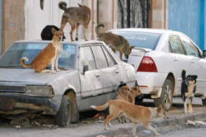 انتشار الكلاب الضالة في مديرية الشحر بحضرموت