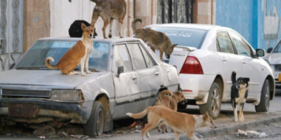 انتشار الكلاب الضالة في مديرية الشحر بحضرموت