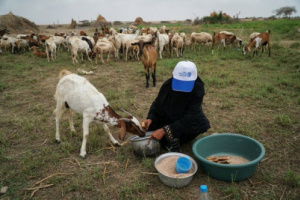 فاو تدعم قرابة 74 ألف شخص بعدة محافظات