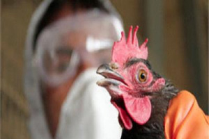 إيران تعدم 1.4 مليون دجاجة لمنع انتشار إنفلونزا الطيور‎
