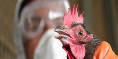 إيران تعدم 1.4 مليون دجاجة لمنع انتشار إنفلونزا الطيور‎