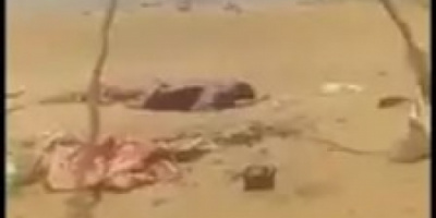 جثث ميليشيا الحوثي في مأرب تثير القلق 