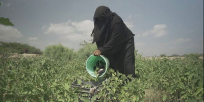 منظمة "فاو" تحذر من تفاقم ندرة المياه باليمن 