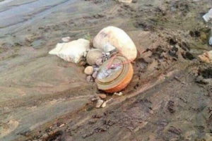السيول تفجر ألغاما حوثية في بمنطقة الحويمي بكرش