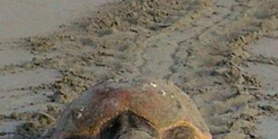 منع صيد وذبح السلاحف في سقطرى