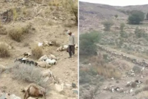 نفوق عشرات الاغنام بانفجار شبكة ألغام زرعها الحوثيون في البيضاء 