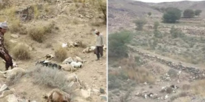نفوق عشرات الاغنام بانفجار شبكة ألغام زرعها الحوثيون في البيضاء 