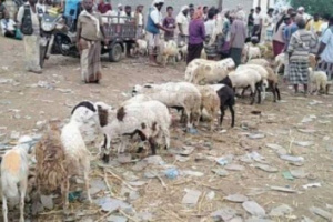 فساد الشرعية يتسبب في ركود غير معتاد بأسواق أضاحي العيد في المحافظات الجنوبية
